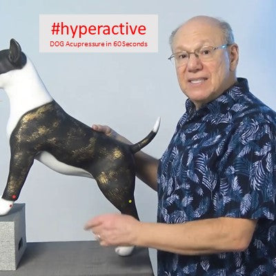 Soothe Your Hyper Dog