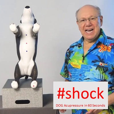 #shock - DOG Acupressure in 60 Seconds