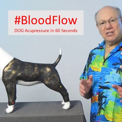 #BloodFlow - DOG Acupressure in 60 Seconds