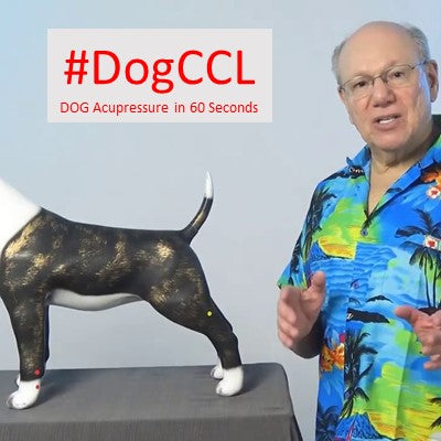 Pawsitive Steps: Unlocking the Healing Power of Acupressure for Your Dog's CCL