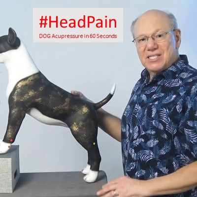 #HeadPain - DOG Acupressure in 60 Seconds