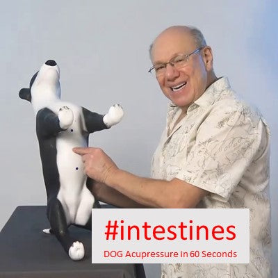 #intestines - DOG Acupressure in 60 Seconds