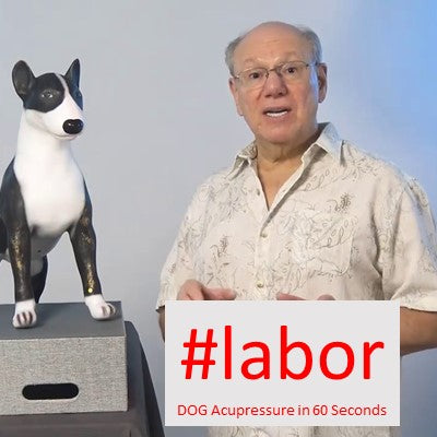 #labor - DOG Acupressure in 60 Seconds