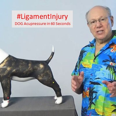Doggy Ligament Care: Acupressure