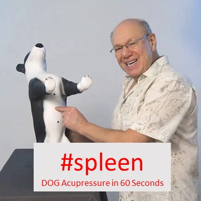 #spleen - DOG Acupressure in 60 Seconds