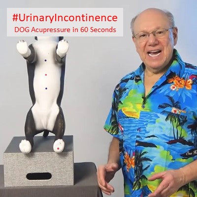 #UrinaryIncontinence - DOG Acupressure in 60 Seconds