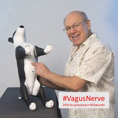 Pawsitive Energy Flow: Acupressure Tip to Boost Your Dog's Vagus Nerve