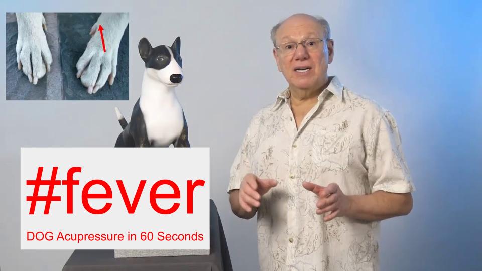 #fever - DOG Acupressure in 60 Seconds
