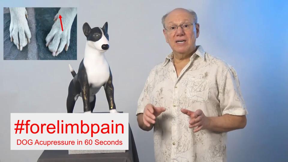 #forelimbpain - DOG Acupressure in 60 Seconds