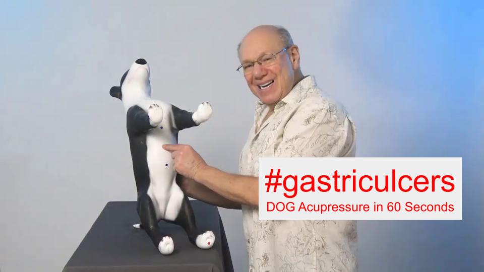 #gastriculcers - DOG Acupressure in 60 Seconds