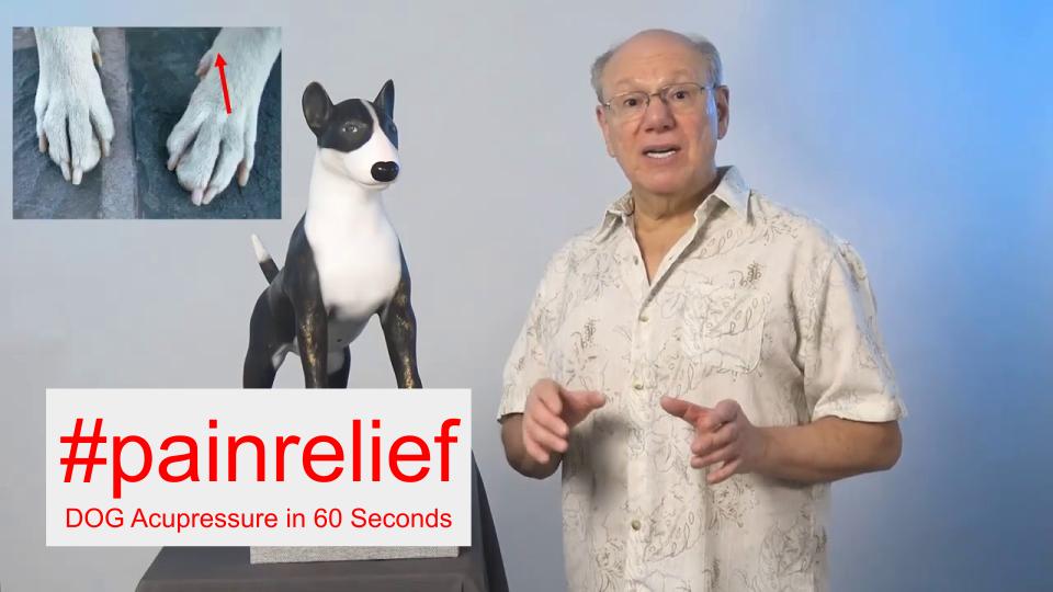 #painrelief - DOG Acupressure in 60 Seconds